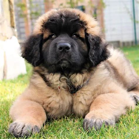 15 Photos Of Leonberger Puppies That Make Everyone's Heart Melt ...