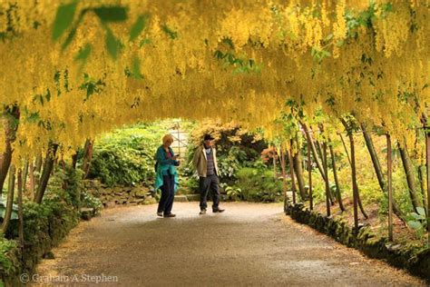 Bodnant Garden – 20170529 – 17 – Laburnum Arch | GeoTopoi