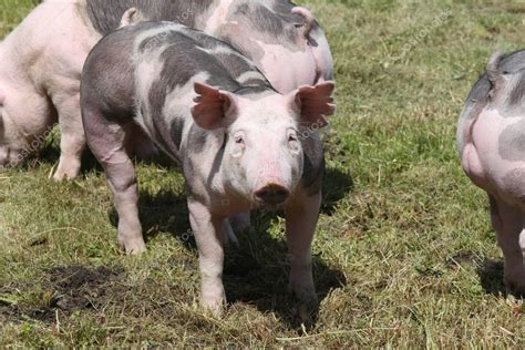 Duroc breed pigs at animal farm on pasture — Stock Photo © accept001 ...