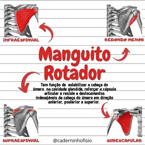 The Diagram Shows How Many Muscles Are Attached To Each Other In Order