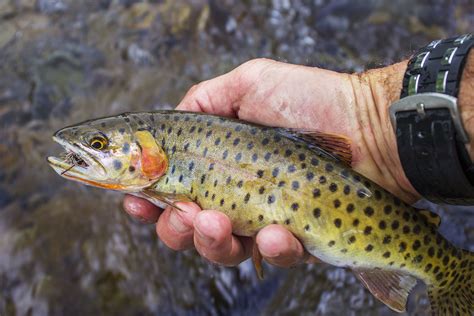 Cutthroat Trout Info Habitat Fishing Tips And More Fishrook