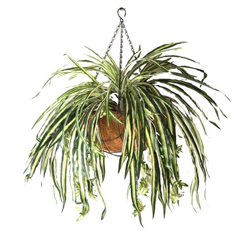 Artificial Double Spider Plant 50cm Hanging Basket