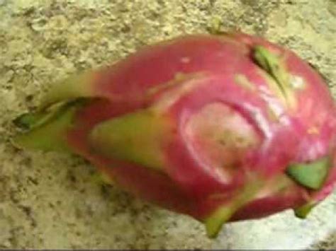 How To Eat Dragon Fruit Pitaya Pitahaya And A Review Tutorial YouTube