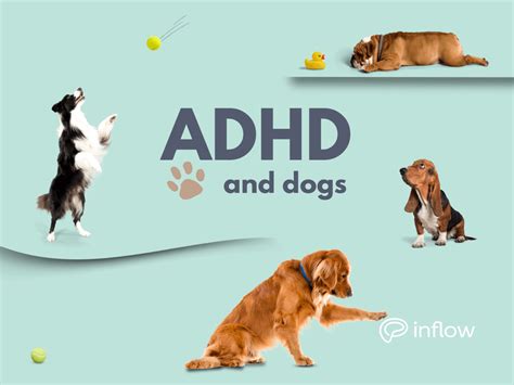 Owning A Dog With Adhd How Pets Affect Your Executive Functioning