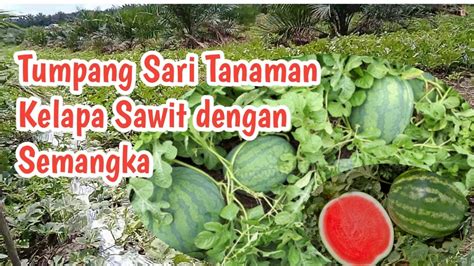 Tumpang Sari Kebun Replanting Tanaman Kelapa Sawit Dengan Semangka