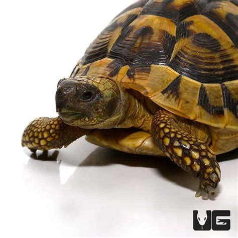 Hermann's Tortoise For Sale - Underground Reptiles