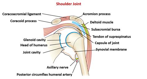 Shoulder Joint - Type, ligaments, movements and applied