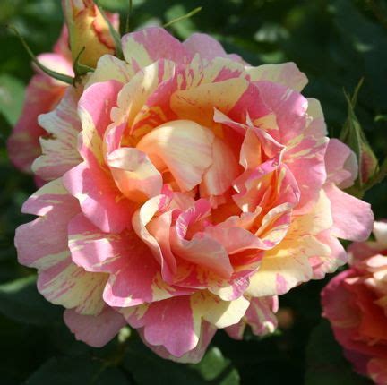 ROSE DES CISTERCIENS (Роз де Систерсьен)