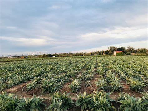 Parc Agrari Del Baix Llobregat El Huerto De Barcelona