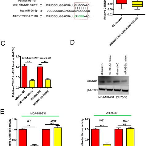 CTNND1 Is A MiR 96 5p Target A Binding Sites In The 3 UTR Of CTNND1