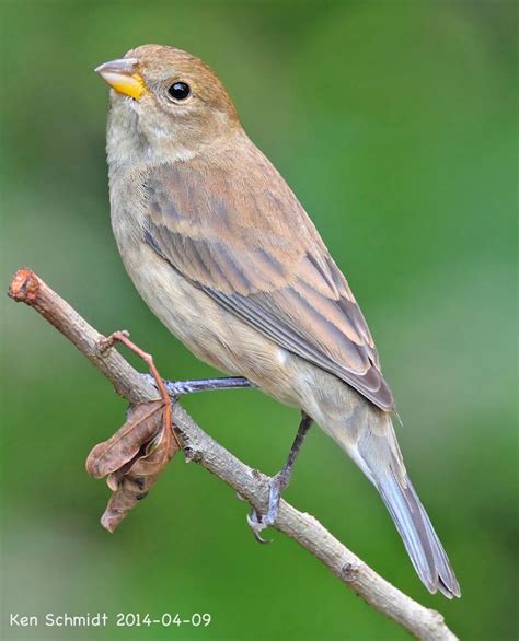 A Small Bird Perched On Top Of A Tree Branch