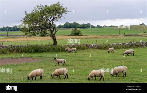 Sheep Grazing In Pasture Tuam County Galway Ireland Stock Photo Alamy