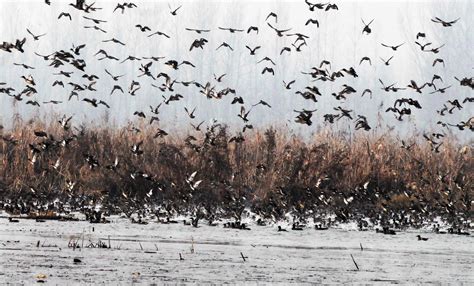 Migratory Birds Flock To Kashmir Valley