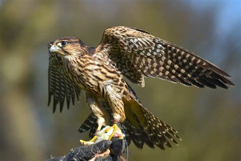 30 Peregrine Falcon Facts: Fastest Soaring Bird in the World - Facts.net