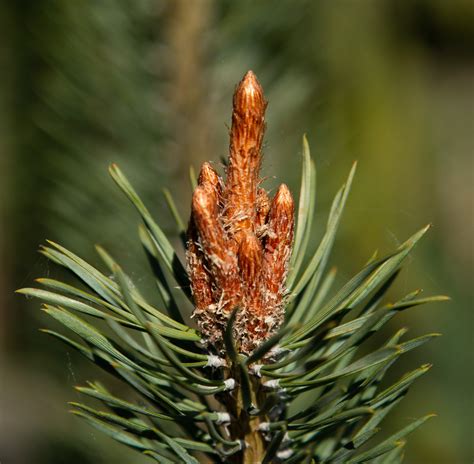 Pinus Sylvestris Scots Pine Mail Order Trees