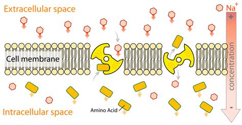 Active Transport: Definition, Types, and Examples - Conduct Science