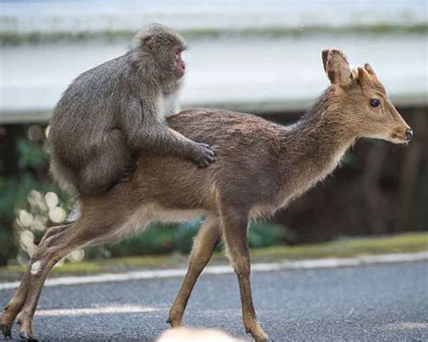 Todo Lo Que Debes Saber Sobre El Mono De Mascota Cuidados