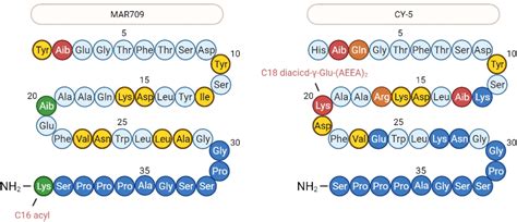 Figure From Designing A Dual Glp R Gipr Agonist From Tirzepatide