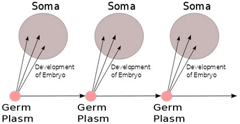 Germ plasm - Wikiwand