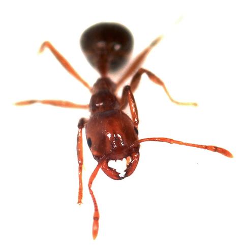 Red Imported Fire Ant Rifa Red Imported Fire Ant Flickr