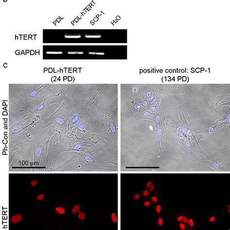 Cell Morphology A And Growth Curves B Of Pdl And Pdl Htert Cells