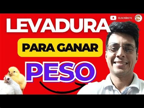 Como Usar La Levadura Para Engordar Pollos R Pido Y Sanos Youtube