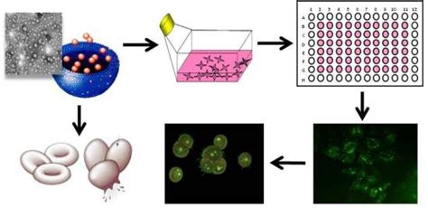 Nanomaterials | Free Full-Text | Mechanisms Underlying Cytotoxicity Induced by Engineered ...