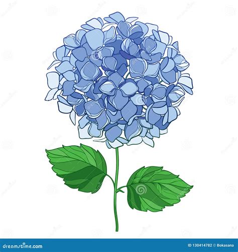 Vector Drawing Of Outline Hydrangea Or Hortensia Flower Bunch In Pastel