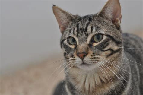 Hércules gato adoptado en Elda Alicante Bambú difunde