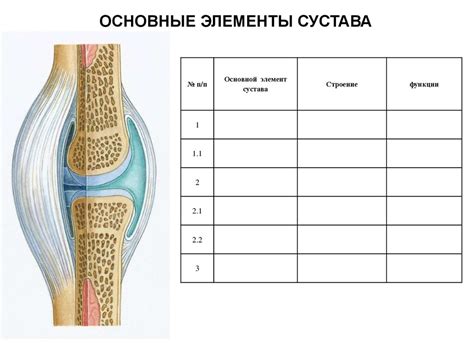 Классификация соединений костей. Функциональная анатомия соединений ...