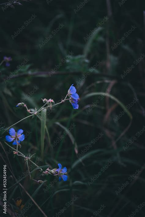 Das Kleine Blaue Stock Foto Adobe Stock