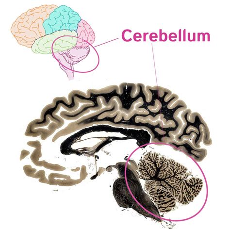 Neuroanatomy Glossary Cerebellum Ditki Medical And Biological Sciences