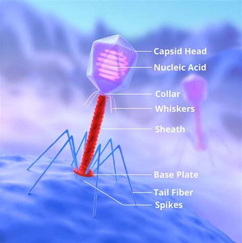 Bacteriophage Virus Diagram