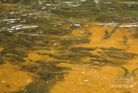 Migrating Salmon Photograph By Ron Sanford Pixels