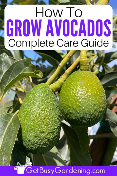 How To Grow Avocado Trees