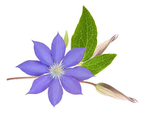 Green Leaves Blue Clematis Flowers Free Stock Photos Stockfreeimages