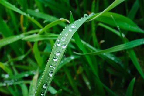 Rumput Padang Embun Foto Gratis Di Pixabay Pixabay