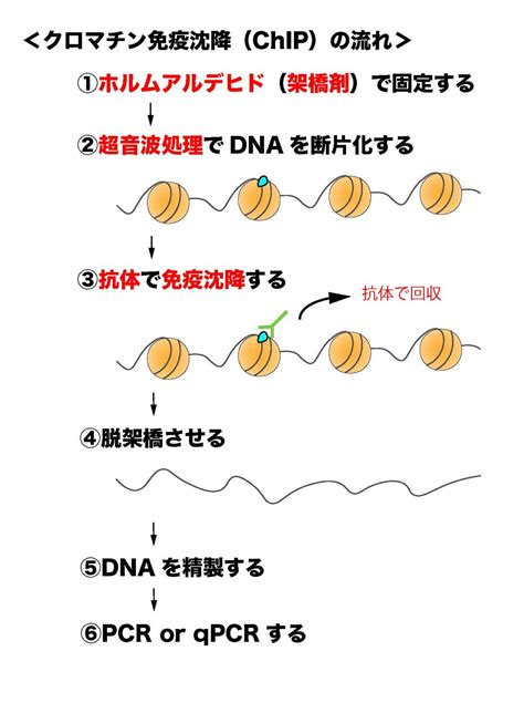 【解決】転写開始点、開始コドン、非翻訳領域（utr）の位置関係