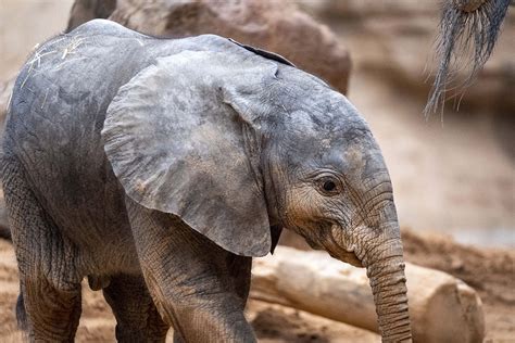 La Cr A De Elefante De Bioparc Valencia Se Llamar Makena