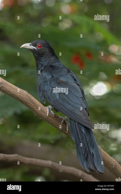 Common Koel Hi Res Stock Photography And Images Alamy