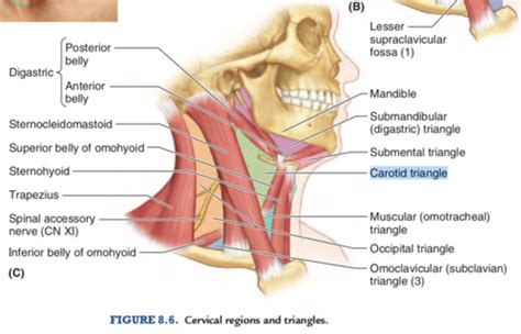 Superficial Triangles And Cervical Viscera Flashcards Quizlet