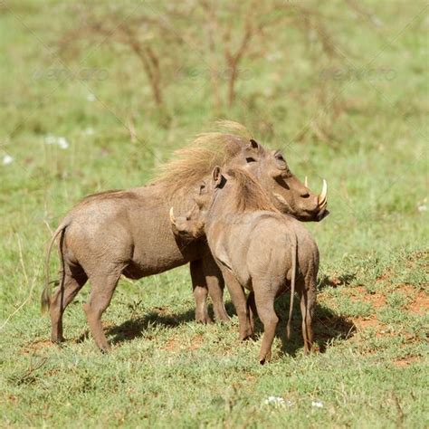 warthog | Warthog, All animals pictures, Animals