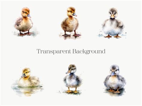 Fluffy Duckling Clipart 10 High Quality Transparent PNG - Etsy