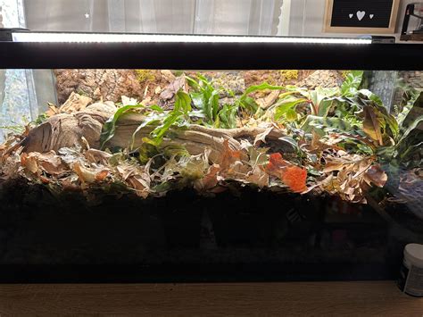 40 Gal Vivarium! : r/millipedes