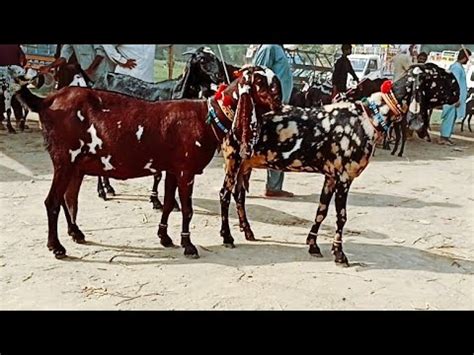 Bakra Mandi Sahiwal Ki Update Beetal Bachon Wali Bakrian 03124058010