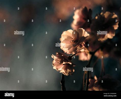 Light Through Cherry Blossoms Stock Photo Alamy