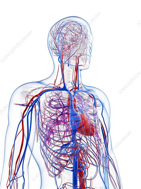 Male Vascular System Artwork Stock Image F Science Photo