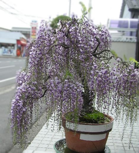 画像をダウンロード 藤の 育て方 309755 藤の花 育て 種から