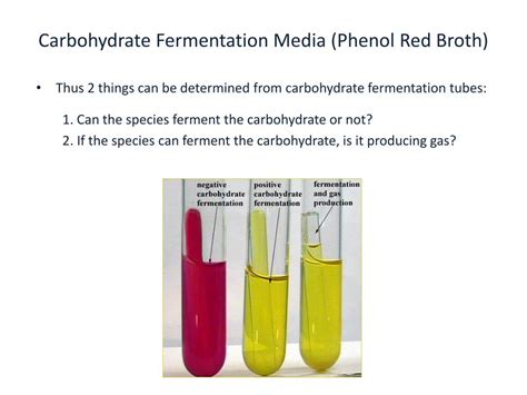 PPT Lab 7 Approach To Identification Bacteriology Of The