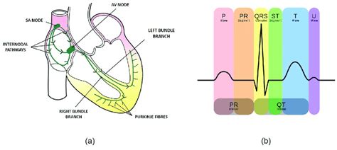 Cardiac Conduction System And Its Relationship With Ecg